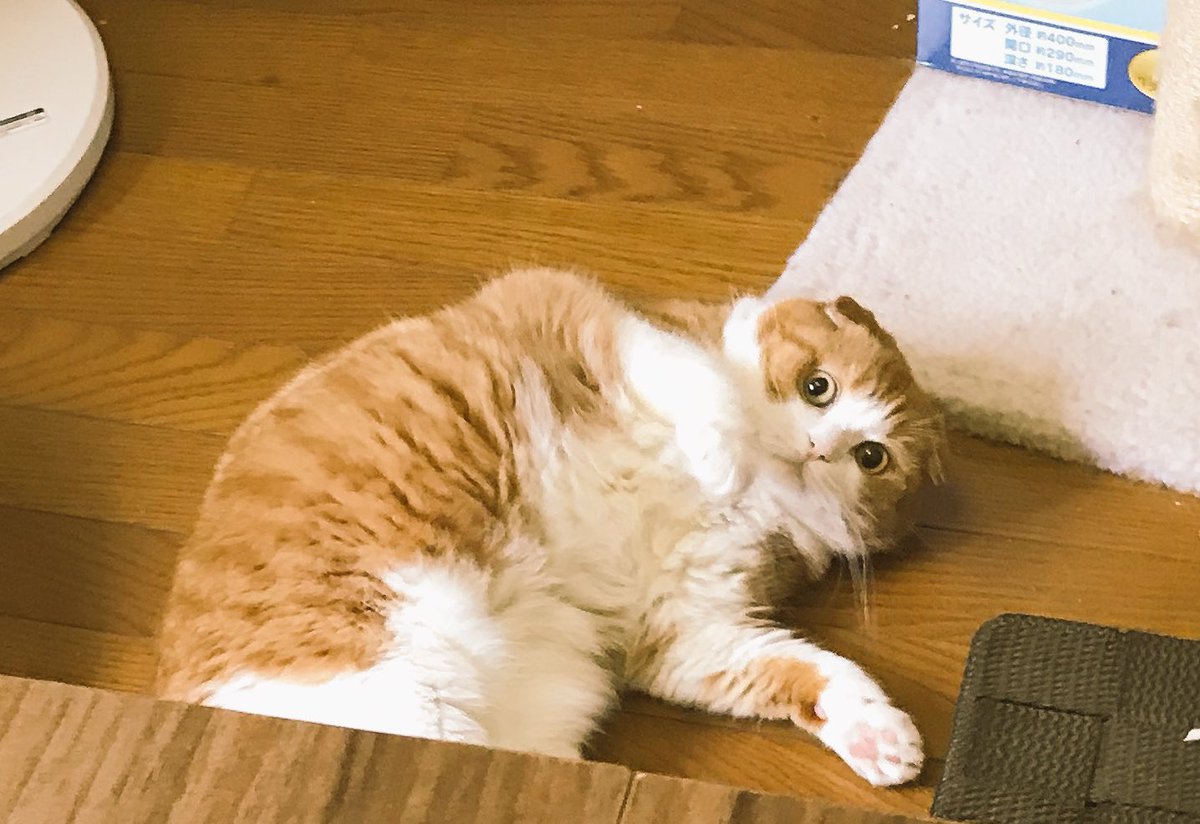 nananenenonosan's tweet photo. 先日応募した、猫びよりとZOOMACさんのコラボ企画に当選しました🎁💕
エコバッグとタオル3枚🎶とても可愛いです。
君たちのおかげだね。ありがとう❤
#猫びより #ZOOMAC #ななねねのの https://t.co/EJSfso5F3B