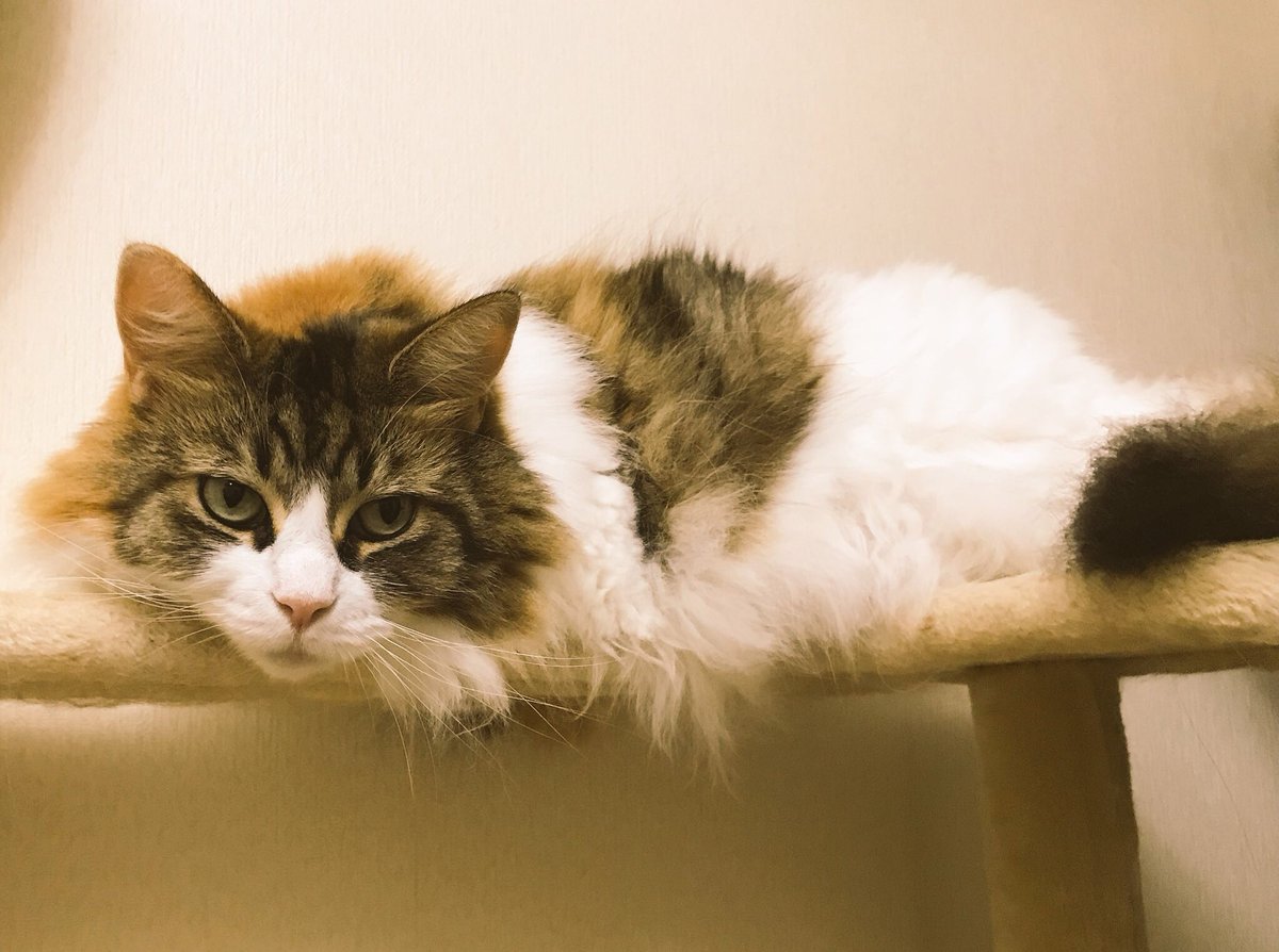 nananenenonosan's tweet photo. 先日応募した、猫びよりとZOOMACさんのコラボ企画に当選しました🎁💕
エコバッグとタオル3枚🎶とても可愛いです。
君たちのおかげだね。ありがとう❤
#猫びより #ZOOMAC #ななねねのの https://t.co/EJSfso5F3B