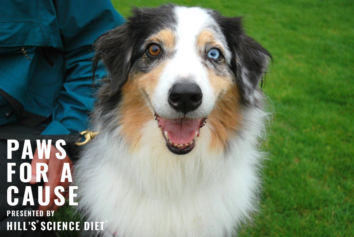 BC_SPCA's tweet photo. Paws for a Cause was a huge success! Thank you to all our fundraisers and to our generous presenting sponsor, @HillsPet for making yesterday’s event a walk to remember! Through #pawsforbc, we're able to raise funds for thousands of animals in need in B.C.! https://t.co/RAW6HPkYYo https://t.co/U86RgwAYRe