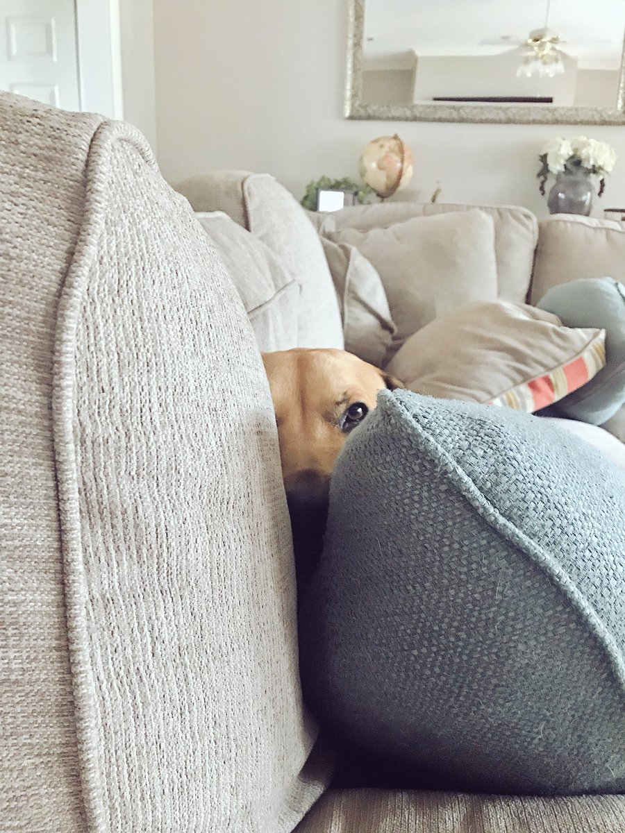 Buddy7514's tweet photo. No, I’m not being “lazy.”  I’m (obviously) practicing crouching tiger hidden Buddy 🐯 https://t.co/PwUt5curXr
