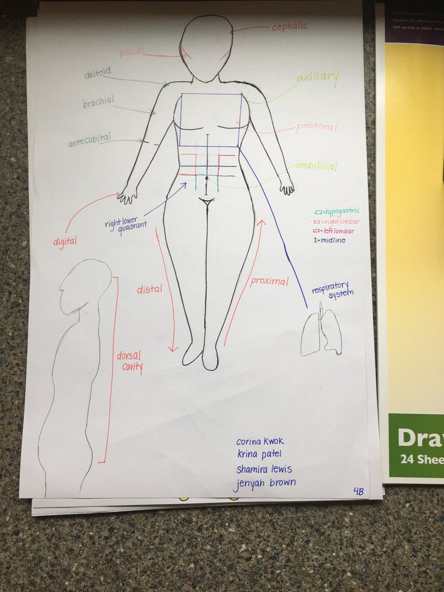 HewishNurse's tweet photo. Hard work in #CNA students being creative labeling body planes, regions, and directional terms. #teamwork #ctestrong #shouldabeenasenator https://t.co/W4AR8Ccpst