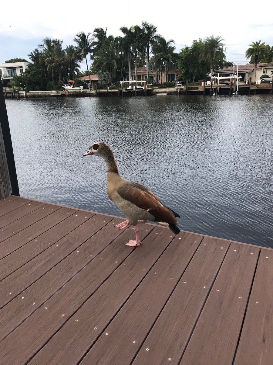 duckoftheday2's tweet photo. 10 September 2018 https://t.co/kfCDkEXujr