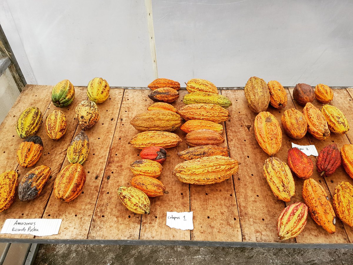 TowChocolate's tweet photo. Check all these varieties of fine&amp;flavour cacao from 3 locations in Ecuador. All of these are from the group Nacional &amp; comes from upper and lower areas in the Amazon and Cotopaxi. We are running some #fermentation assays to determine #provenance and #sustainability. #Agriculture https://t.co/glw6t65Dqj