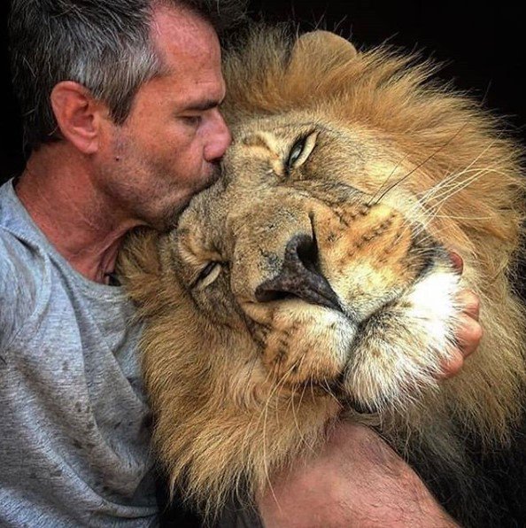 So cute😍 Real friendship 👏👌
#lion #lions #lioness #safari #lionking #bigcats #bigcat #africanamazing #kingofthejungle #wildlifephotography #lioncub #tiger #zoo #africa #masaimara #cub #king #wildlife #liontattoo #roar #savethelions #animalplanet #ig_africa #lionarena