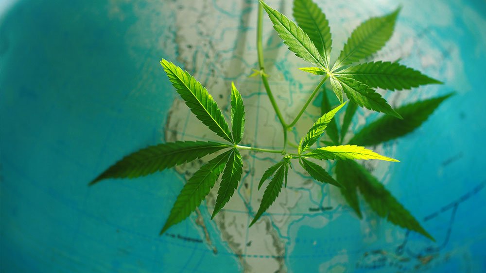 snowtill's tweet image. Canada is positioned to become a leader in the cannabis industry twib.in/l/B5agaKAaoKkg