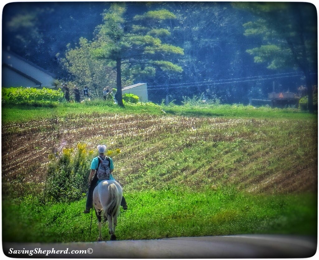 SavingShepherd's tweet image. Today&apos;s #Truth ...
“The person who says it can’t be done should not #interrupt the person doing it.”
~ #Amish #proverb
🤗
#country #farmlife #quoteoftheday #countryliving #photooftheday #horse #life #photograph #justdoit #qotd #countrylife #photography #visitpa #photo #USA 🇺🇸