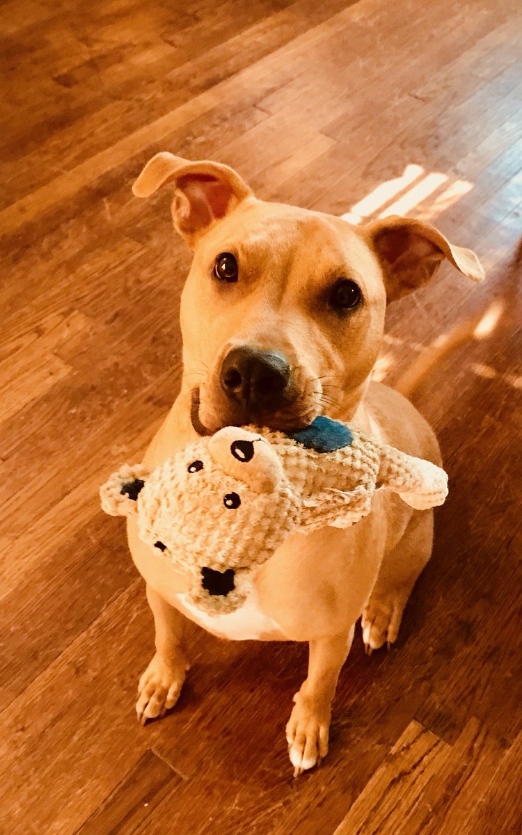 snichols17s's tweet photo. @JonahNRO my husband is a big fan &amp; he’s excited that you’ll be in OKC this month! We were bummed that no more tickets are being sold. Any chance you could help a gal out with a ticket for the best hubby around? I’m including a pic of Teddy Roosevelt, our adorable pup 😊 https://t.co/kEiCQOM5V5