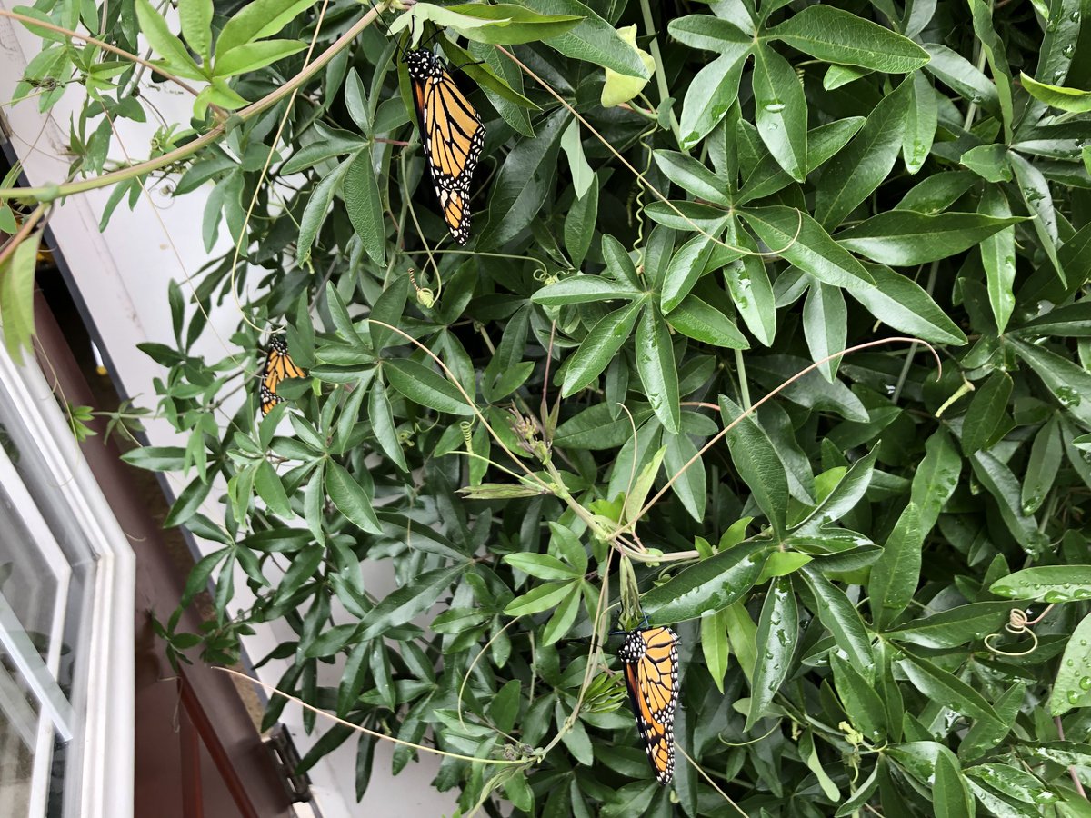 ArrowAdventure's tweet photo. It’s #monarch migration time! Glenwood Gardens has nurturing these babies and now they’re ready to head for Mexico! #migration #parksrock #natureiscool https://t.co/3vIJmVz0xU