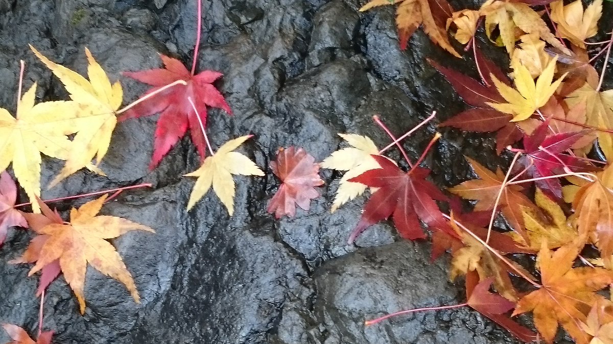 中村家 No Twitter 少し早いけど パソコンは秋の壁紙に変えてみました 紅葉は2年前の東福寺