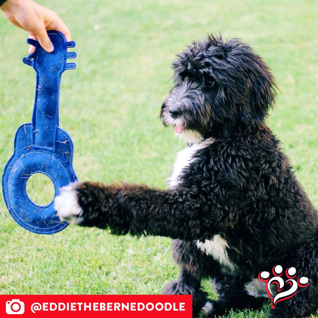 MuttNation's tweet photo. Sometimes the rock'n'roll lifestyle chooses you. Eddie is ready. ๐ค #muttspotlight
Save a mutt. Shop MuttNation:
https://t.co/TgL0wD8AaR https://t.co/txWHFWdVXp