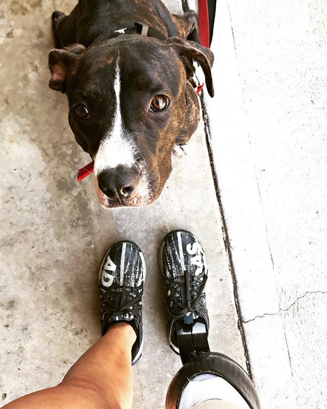 AdaptiveAmputee's tweet photo. She's learning how to walk at my pace. She's learning to walk on my left side. And She's teaching me a whole lot along the way 🐶
___________
#adaptiveamputees #ampchallenges #amputee #amputeelife #doggo #dogstagram #dogtraining #puppiesofinstagram #d… https://t.co/sPfu9T9Dx0 https://t.co/JKI7S4M6Mv