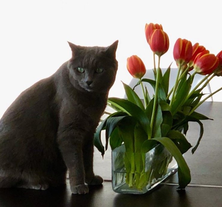 FattyPuff the romantic. #cats #kitties