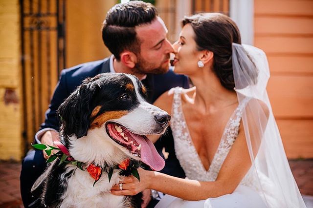 theoberports's tweet photo. Weddings with dogs = the best weddings ••• Nick, Emily, & S’more ••• #georgetownwedding ••• #dcwedding ••• #bernersofinstagram https://t.co/g0RMpI48oz https://t.co/ZpBB6QA42u