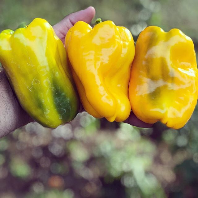BrotherCupboard's tweet photo. Baby it’s cold outside! Time to bring those peppers inside! #keepthoseplantswarm #bellpeppers #gardening #greenthumb #urbangardening #peppers #yellowpeppers #salsaseason #fruitorveggie #eitherwayitsdelicious https://t.co/cQZvmqZpTj https://t.co/iIRWJm0dUZ