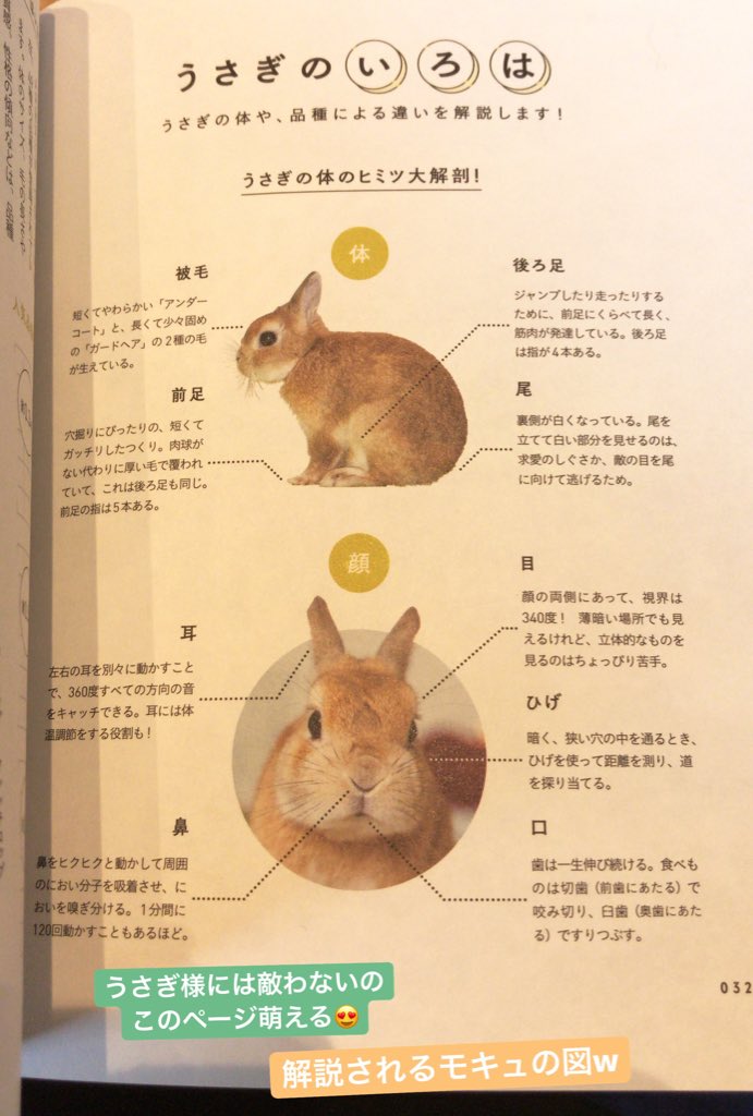 モキュ様のおかん 大泉書店 Oizumishoten さんから出ました うさぎ様には敵わない 可愛い写真もさる事ながら その内容はとてもためになります うさ飼い うさぎ飼いたい人に オヌヌメのいぴーん O モキュはもちろん可愛いんだが ほかのうさぎ