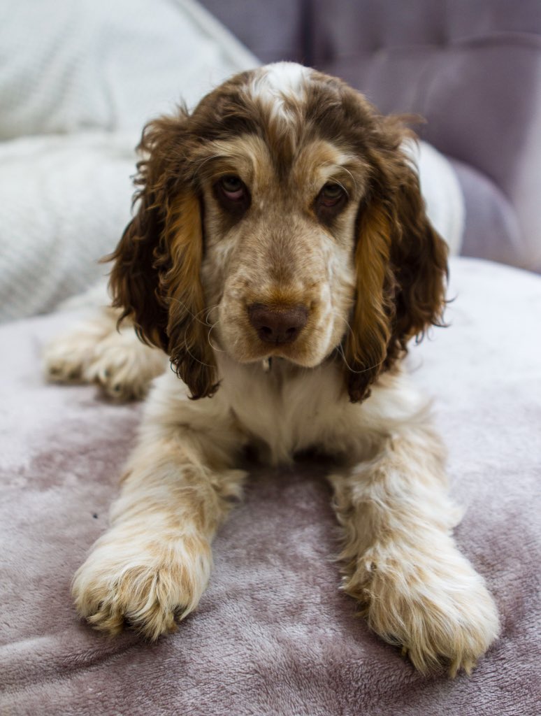 chocolate roan cocker spaniel