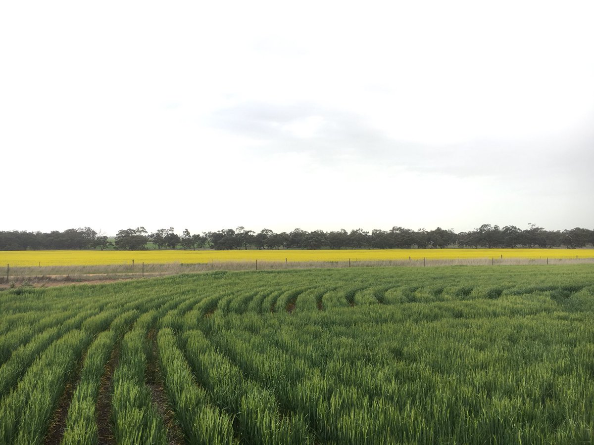 CTALiebeck's tweet photo. Cheers to the Delahunty lads at Templemore Partners for showing us how they're structuring their business, managing succession planning and using a farm advisory board at their farm near Murtoa. ๐๐ป@MADFIG14 #TTAtour https://t.co/gGzXJytqmw