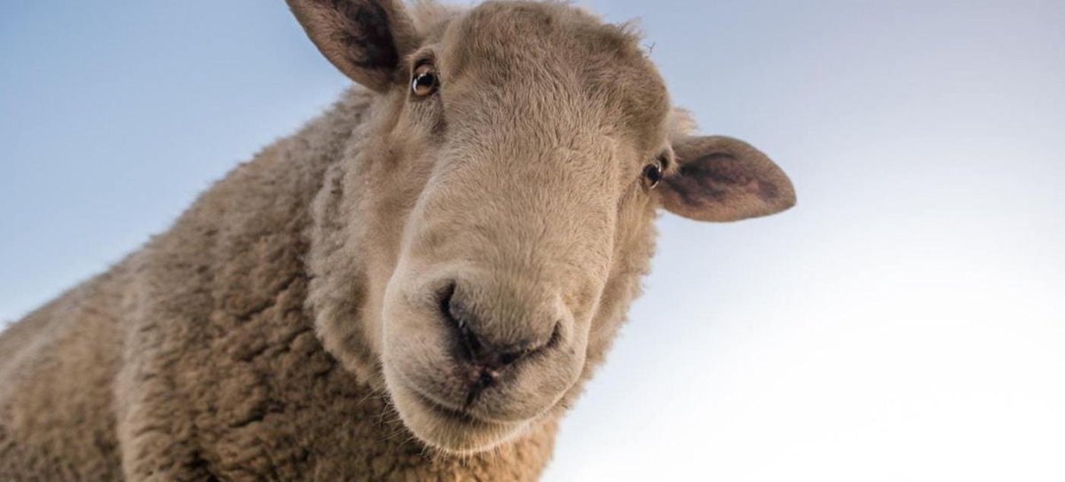 E così scopriamo che non ci sono soltanto i #cani che amano l'uomo, ma anche il #vino ha molti #Amici . Magari inconsapevoli, ma tant'è!  #cartadeivini #winelover #wine #enolò #pets #mipaaf goo.gl/Fp2q7V