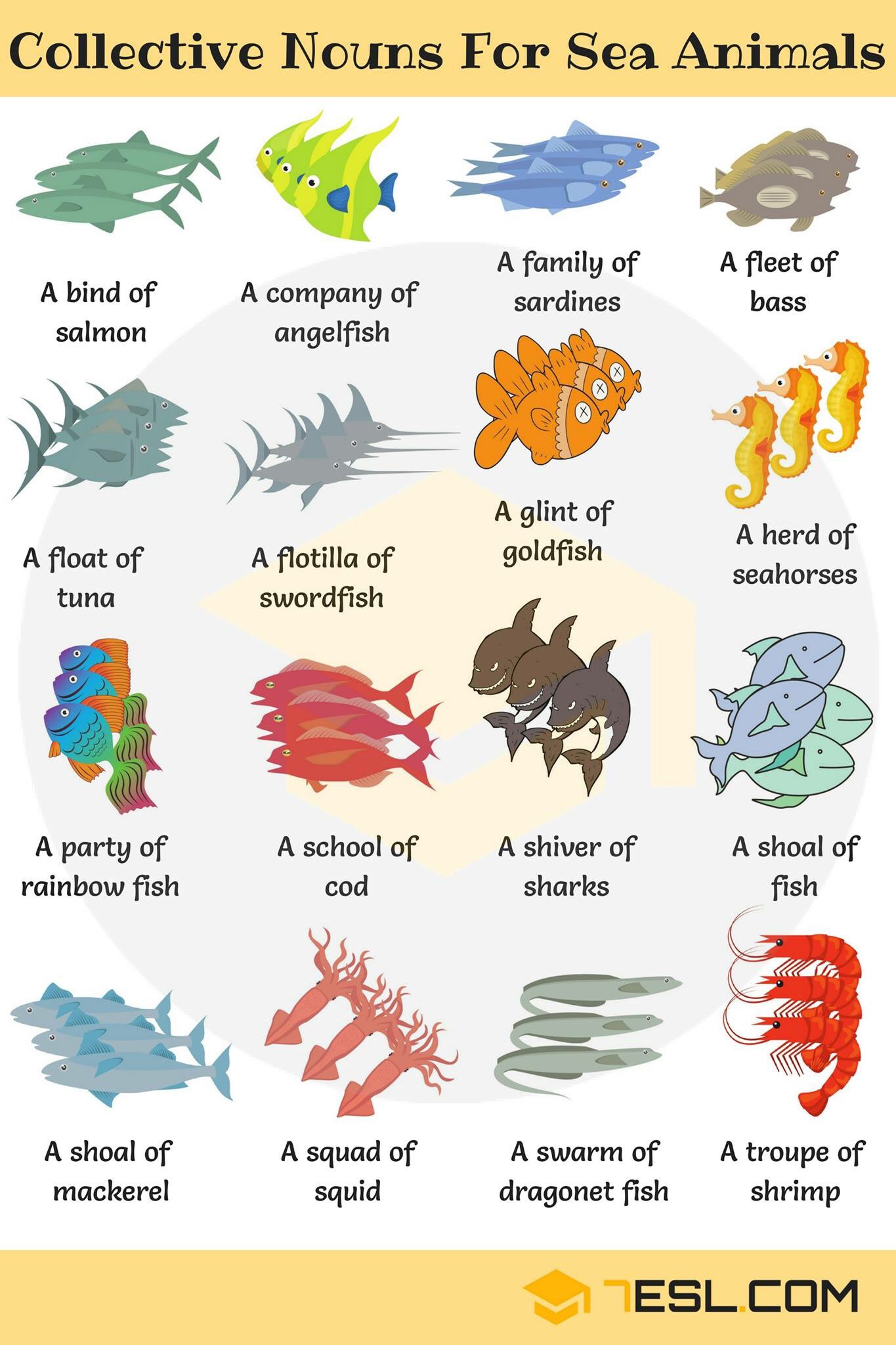 Jamie Hicks on X: Ever wondered what to call a group of fish Here's all  the collective nouns you need to know! 🐟🐟🐟  / X