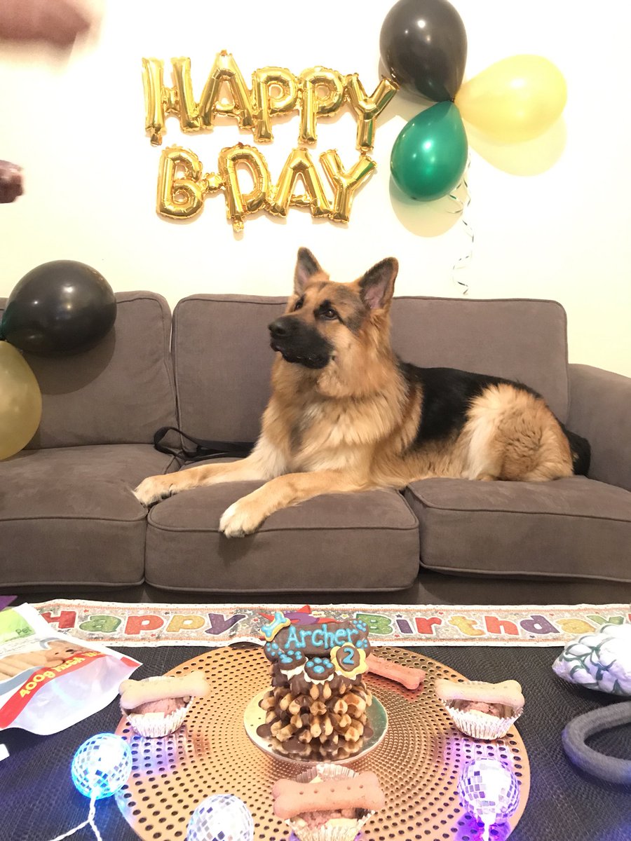 PrettyLiLShinez's tweet photo. Happy 2nd birthday Archer my baby boy ♥️😘 
#archerthegermanshepherd #100918 #turnstwo #bbyboy #mylionking #handsomeboy #loveyousomuch♥️ https://t.co/GvPV7fKmgF