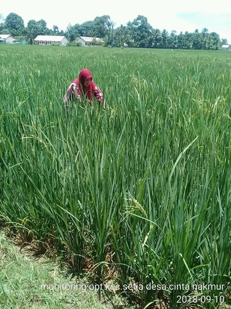 thlpoptaceh's tweet image. Dari Aceh Barat Daya
Untuk indonesia
Kawal pangan dari opt
@ditlin_tp 
@bbpopt 
@distan_tph_aceh 
@THLPOPTNASIONAL 
#SalamPerlintan