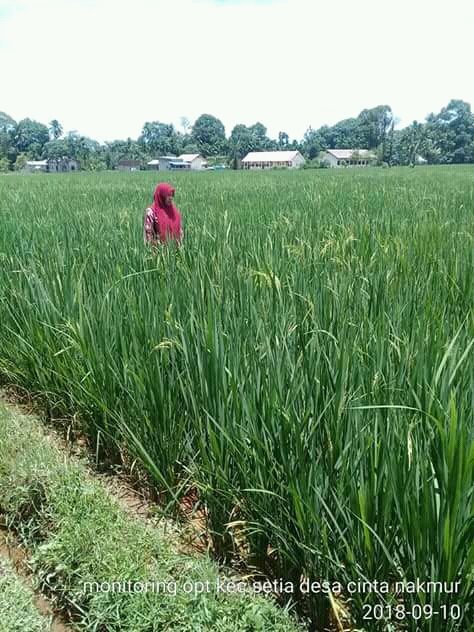 thlpoptaceh's tweet image. Dari Aceh Barat Daya
Untuk indonesia
Kawal pangan dari opt
@ditlin_tp 
@bbpopt 
@distan_tph_aceh 
@THLPOPTNASIONAL 
#SalamPerlintan