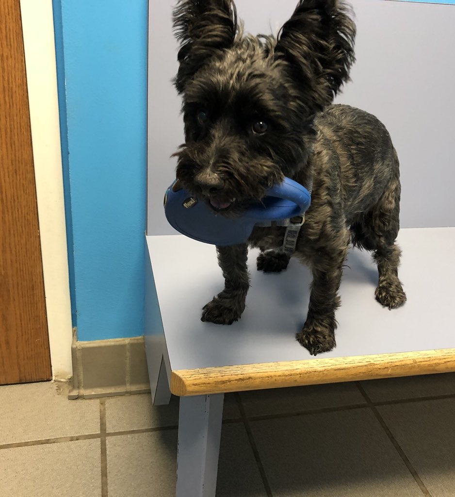 bubssub_tpb's tweet photo. @SarahDunsworth My Schnoodle, Columbo. He grabbed his own leash with his mouth when we were at the Vet...obviously he heard us talking about his shots. #imoutofhere #openthefuckingdoormom https://t.co/eQGsQzAi2l