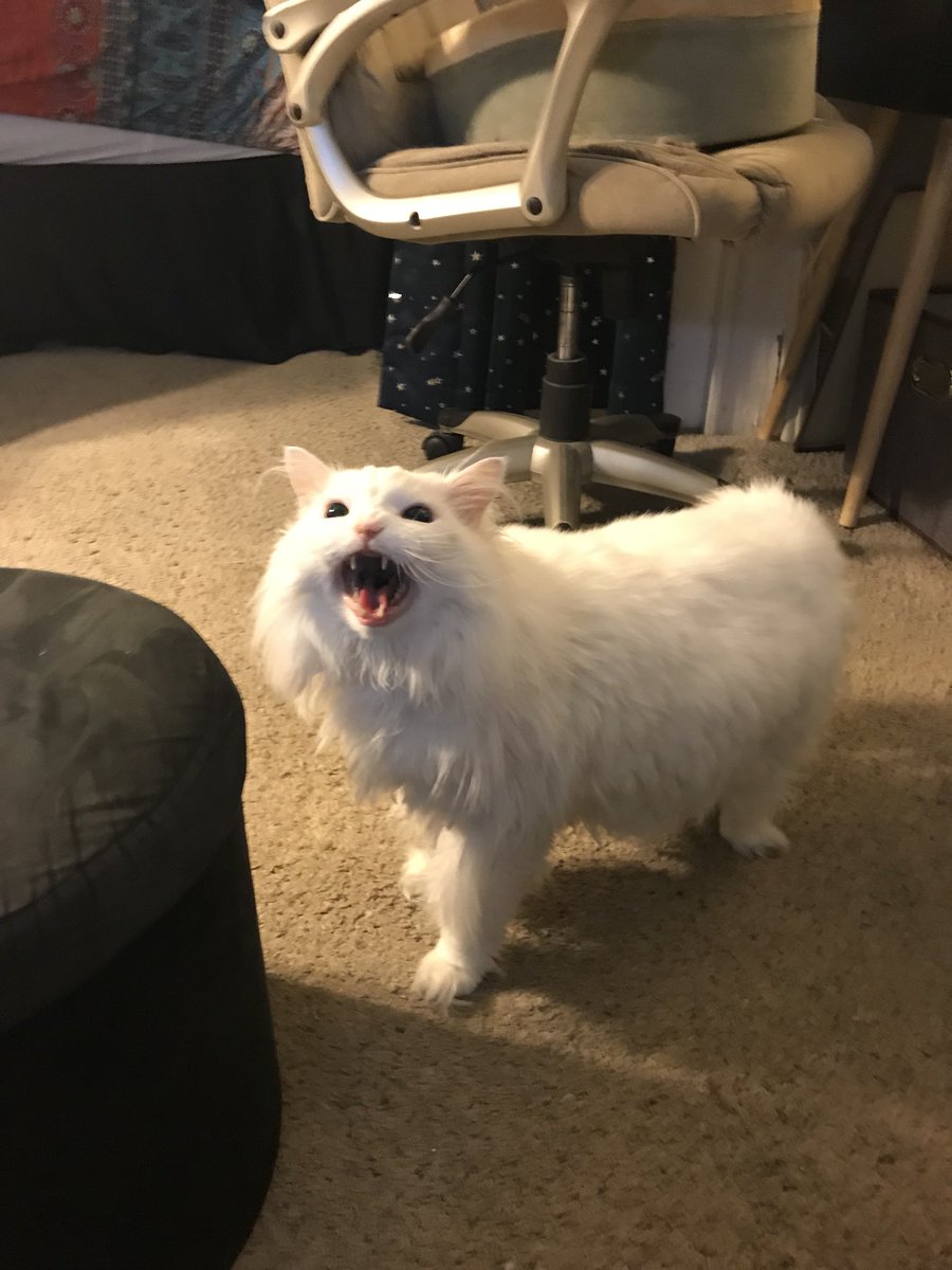 ThurstonWaffles's tweet photo. Thurston the grouch pt.3: Shrimping. To Shrimp is to express your grievances to the world loudly and endlessly. https://t.co/e6zNHzn6AG