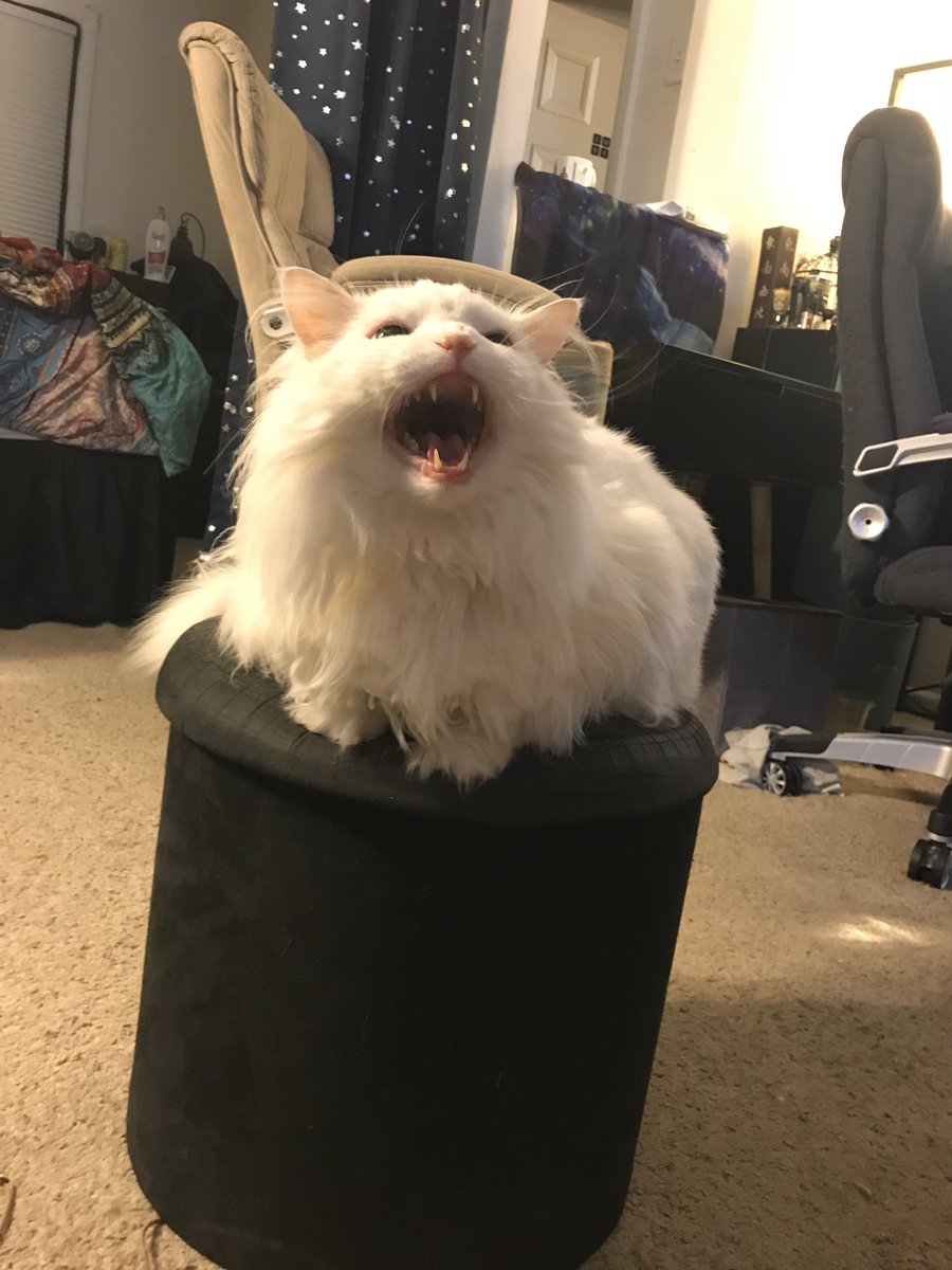 ThurstonWaffles's tweet photo. Thurston the grouch pt.3: Shrimping. To Shrimp is to express your grievances to the world loudly and endlessly. https://t.co/e6zNHzn6AG