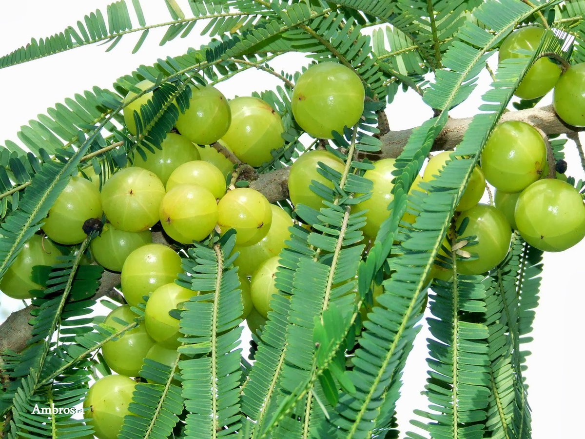 medplantconf's tweet photo. #MedicinalPlants2019
#AmlaPhyllanthusEmblica known as #emblic #EmblicMyrobalan used to promote #longevity &amp; #traditionally to enhance #digestion #treat #constipation #ReduceFever #purify #blood reduce #cough alleviate #asthma benefit the #eyes #HairGrowth 
https://t.co/g6UEbgLqB0 https://t.co/5IsPdPi9Zz