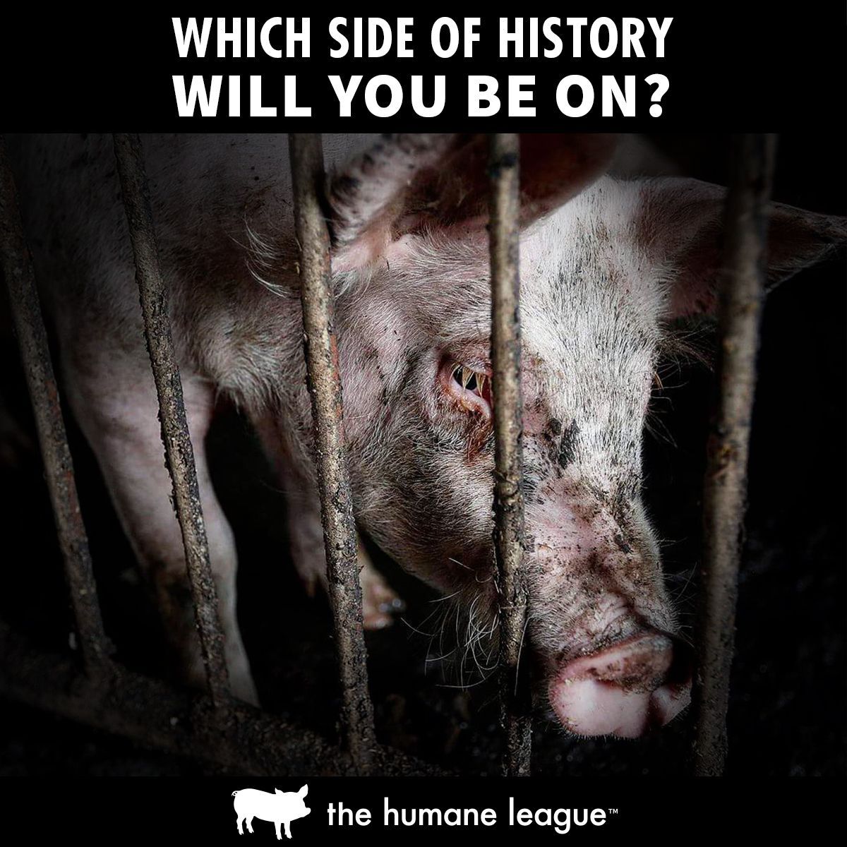 Be on the side of history that ENDS factory farming. #FightForAnimalRights ✊