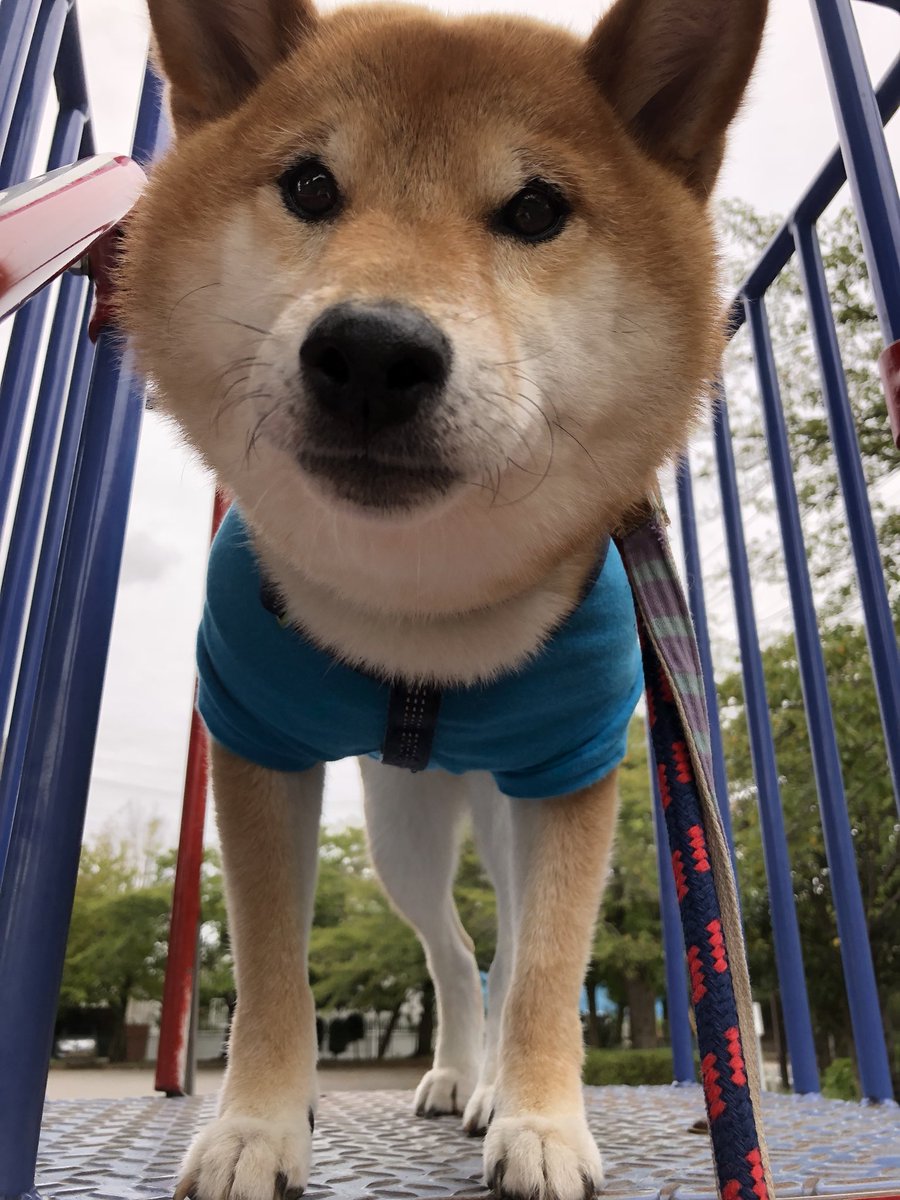 ぽてと キツネ顔 たぬき顔どっちがすき ぽてと キツネ顔 たぬき顔どっちがすき
