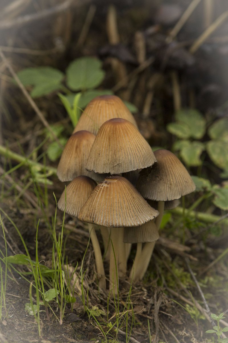 shakytripod's tweet photo. A troop of bonnets of some kind(?) By the Tyne #Cherryburn Only 4 pages of similar looking possibilities in my book - should have started trying to learn my fungi 30yrs ago. So many to catch up on π @NEE_Naturalist @iNatureUK @BritMycolSoc @flutterbydaze @NE_Northumbria https://t.co/uMX1ojcgNR