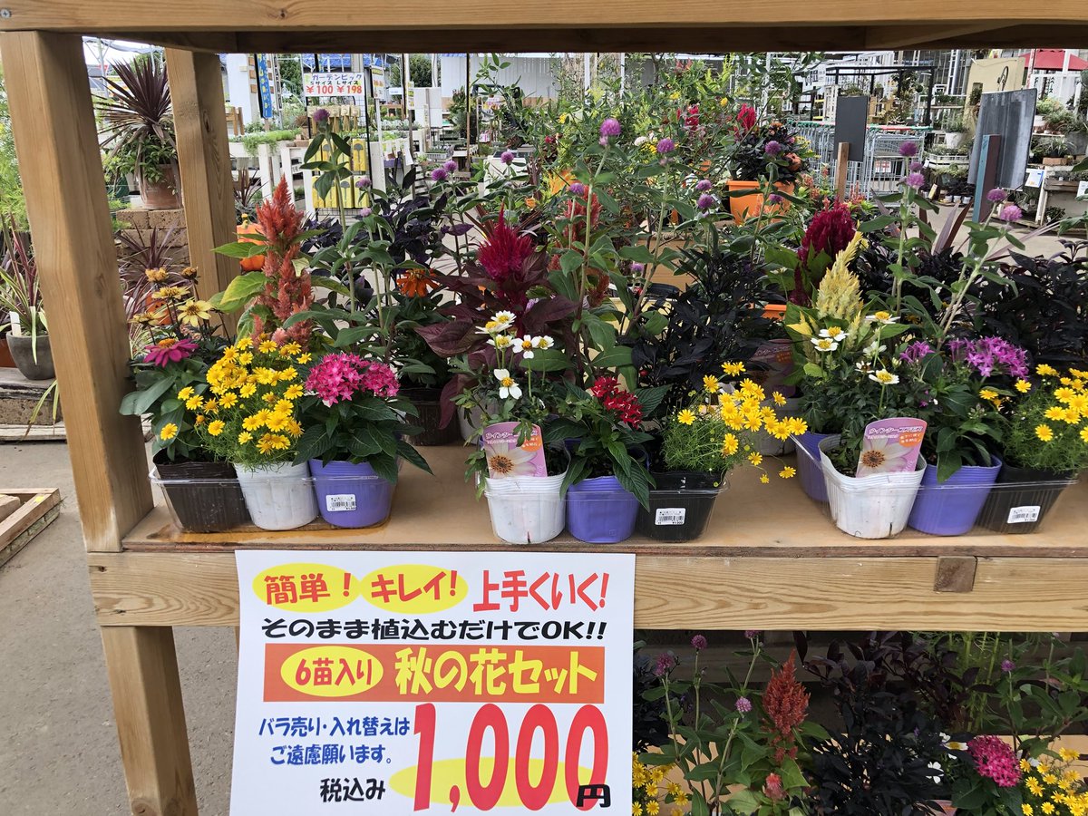 ジョイフル本田 ガーデンセンター Auf Twitter 幸手店ガーデン館 埼玉 お花選びに迷ったらコレ おすすめ花苗を6pot組み合わせた お花セット お好みと鉢を選んで植えてみては 季節の花 花セット 秋花