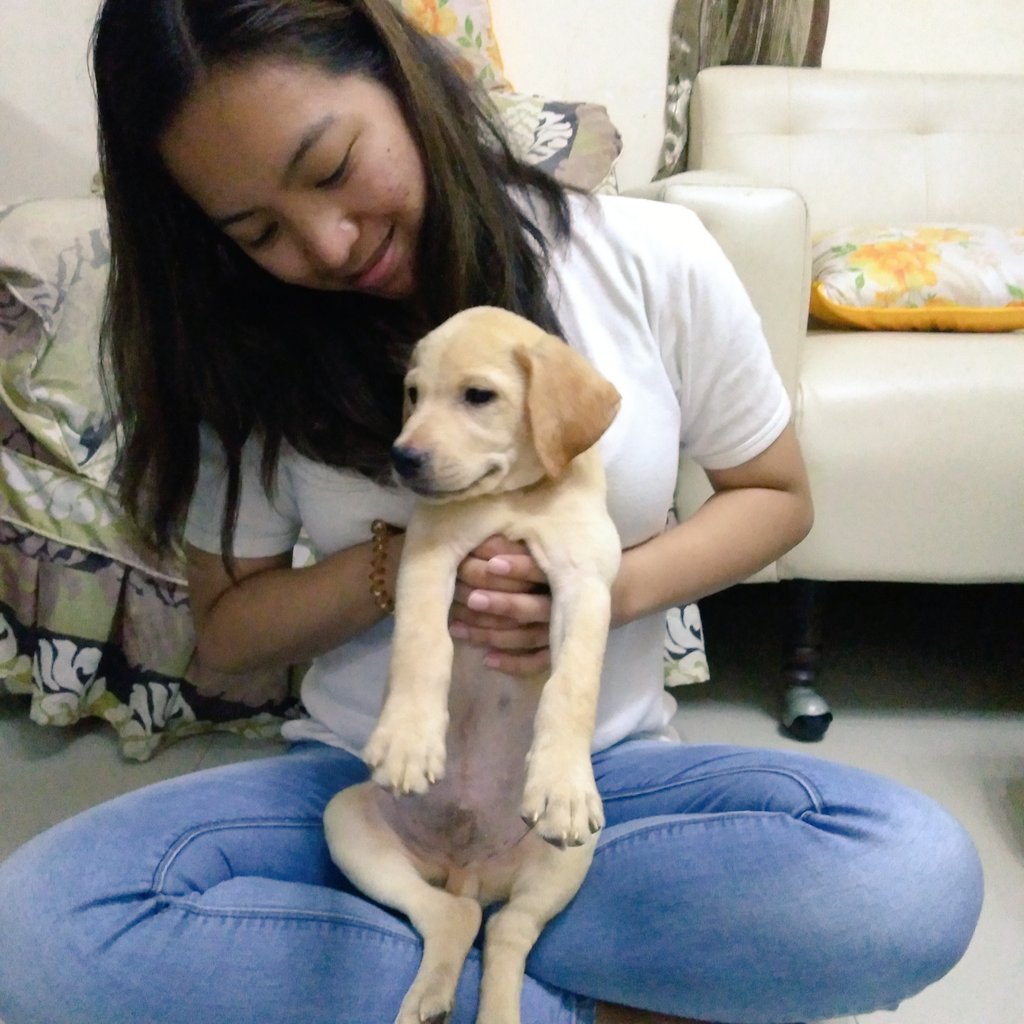 katzimenzi's tweet photo. Finally! He's home. 🤗
We named him Sion (sa-'yon) - means God is gracious. 😍 #LoveForLabs https://t.co/EMek6HjmUg
