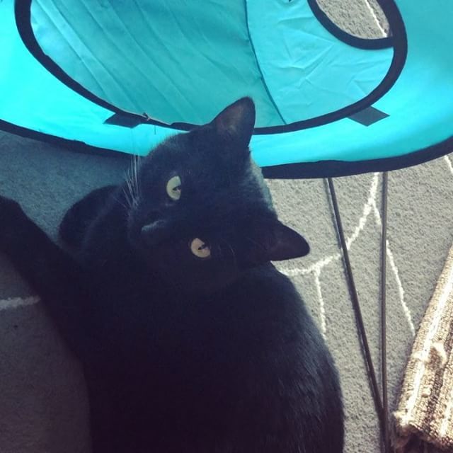 VashtaNeradaCat's tweet photo. Meow! ... I said Meow! Can you understand meow-now?!#meowymonday #meowykitty #meowingcat #catmeowing #pleasepetme #pleaseplaywithmemom https://t.co/5galnkIjMb https://t.co/MdUEV6baq5
