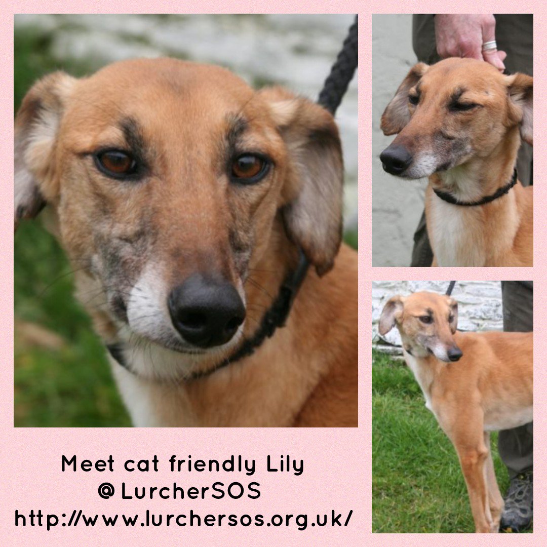 Nightowl400's tweet photo. Lily is a lovely lass in rescue with @LurcherSOS and she's on the lookout for love this #charitytuesday plz help?
All info and enquiries at https://t.co/8WiiU9AksB #girlsjustwannahavefun #AdoptDontShop #TeamZay โค https://t.co/nF4x80yUuW