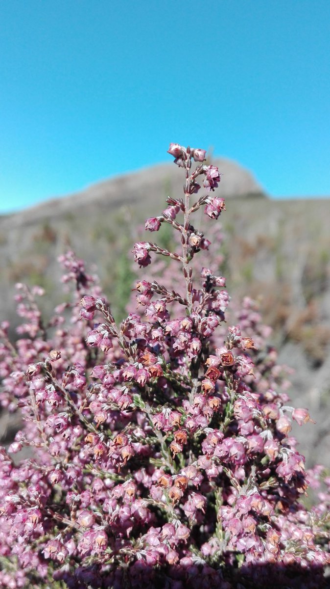 Fine Fynbos #BotanyExcursion2018