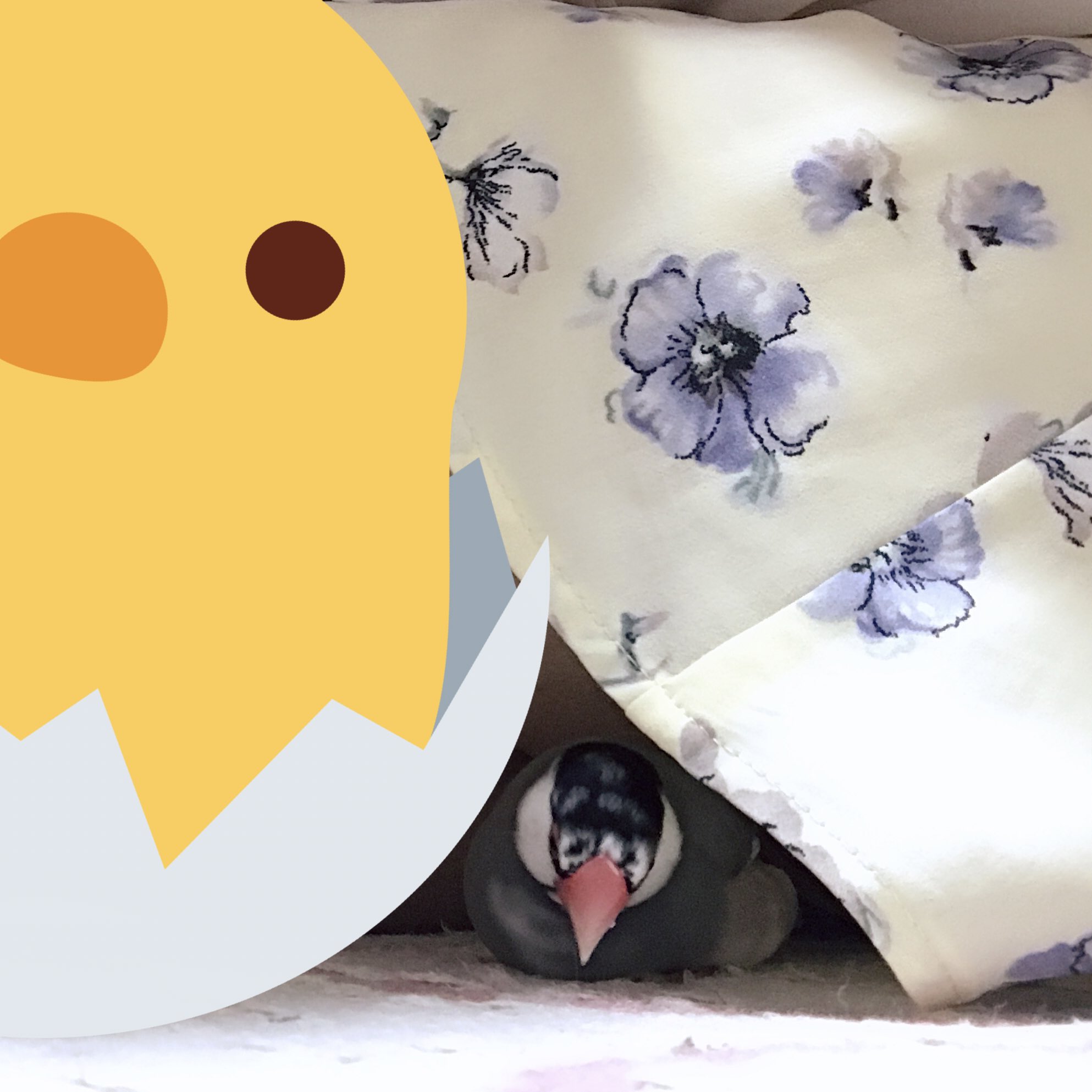 文鳥 In 短いスカート履くと彼 文鳥 が喜ぶの 閲覧注意 お目汚し失礼しました 文鳥 巣作り 文鳥 In 短いスカート履くと彼 文鳥 が喜ぶの 閲覧注意 お目汚し失礼しました 文鳥 巣作り