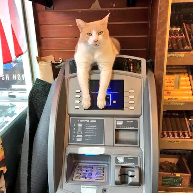 Bodegacats_'s tweet image. 