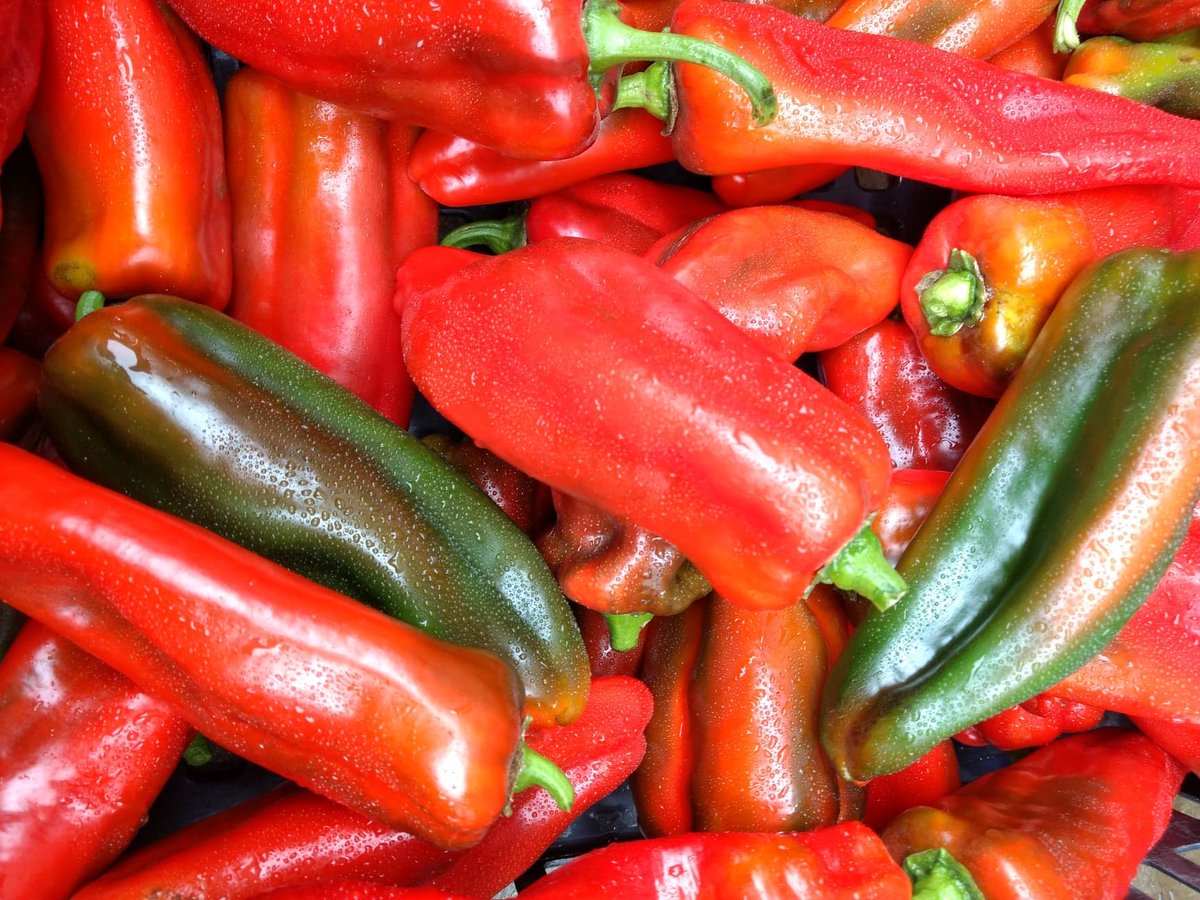 SchoolFarmCSA's tweet image. Our #organic 'sweet' peppers have turned out all spicy and hot! Eeek! Can anyone tell us why this might be happening?

#confused #pepper #sweetpeppersuprise