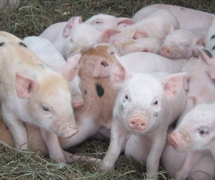 Среди свиней. Свиноводческий комплекс. Свиньи на ферме. Поросята на свинокомплексе. Поросята на ферме.