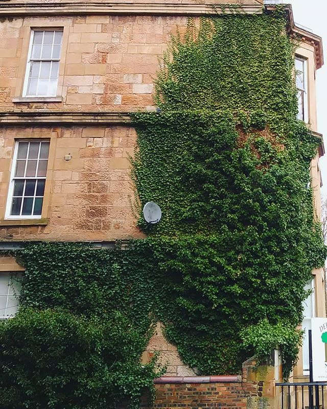 🐨
.
.
.
.
.
.
🌱 #green #greenery #verticalgarden #climbingplants #ivy #ivywall #glasgow #sundaystroll #exploretocreate #walking #city #cityphotography #theprettycities #garden #natureinthecity #mystoryoflight #mytinyatlas #scotland #georgian #houses … ift.tt/2Nw4jnz