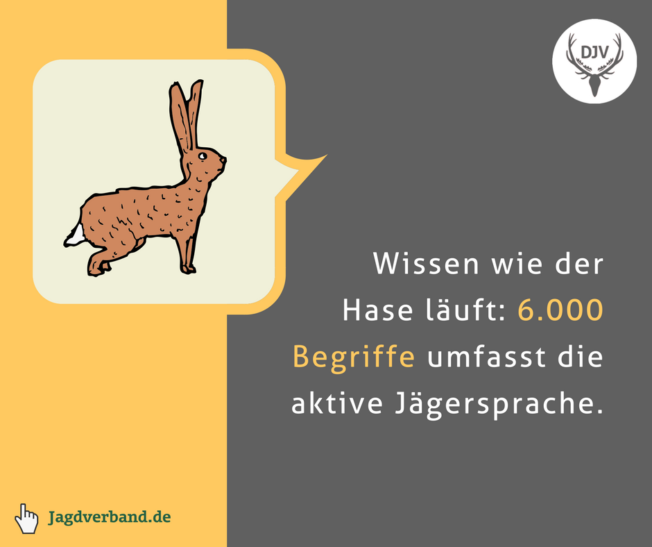 JagdverbandDJV's tweet photo. "Wissen wie der Hase läuft“ oder „Jetzt bin ich am Drücker!“ sind nur einige von insgesamt 6.000 Redewendungen, die sich aus der Jägersprache im Alltag etabliert haben. Mehr dazu zum #TagderSprache: https://t.co/MHEVg2hXdF https://t.co/hsoSTgAbVD