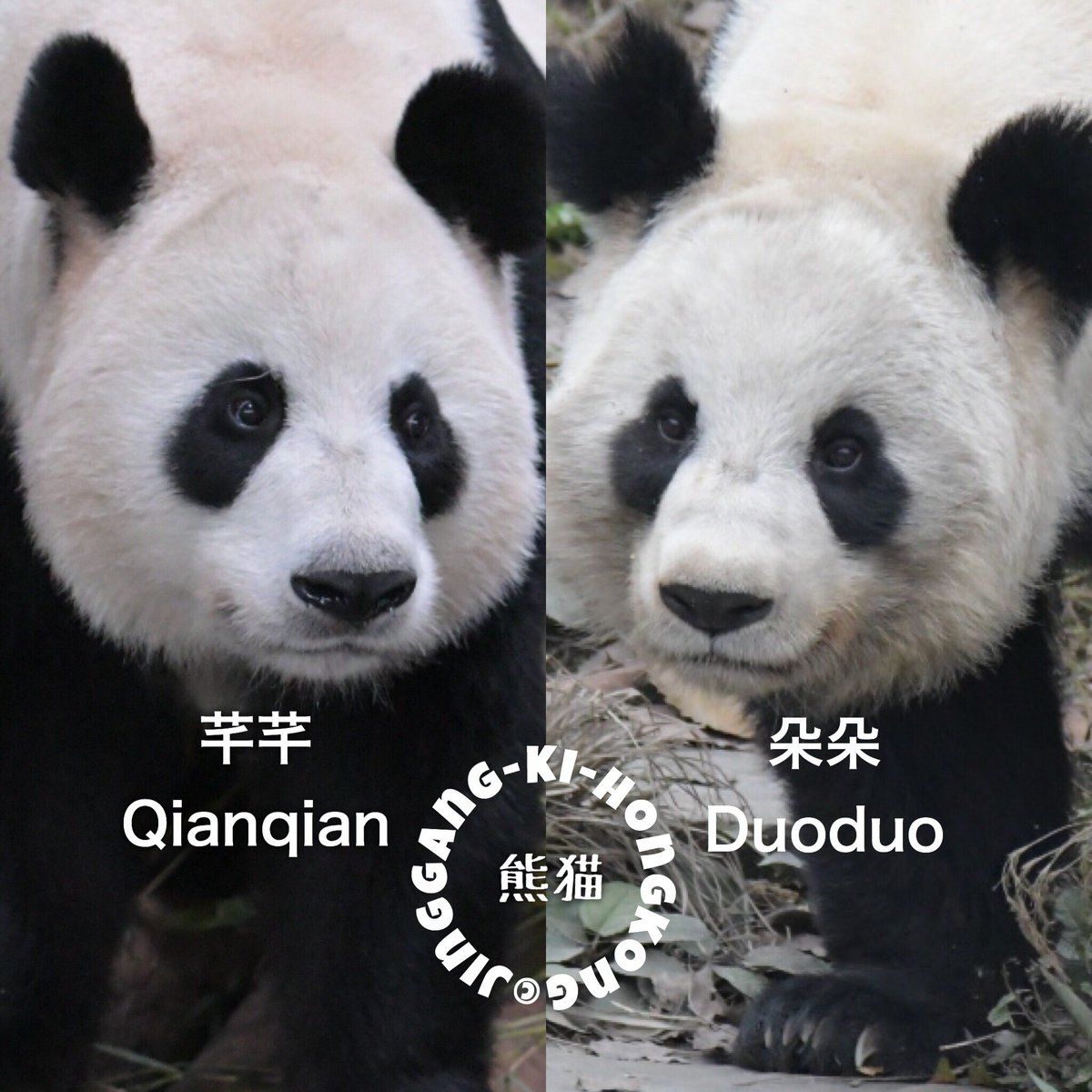 Haischlib 朵朵ar Twitter