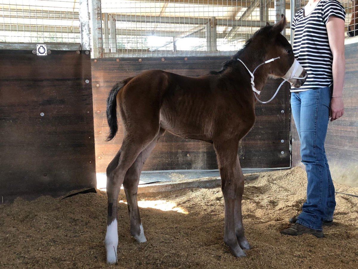 langbrosracing's tweet image. Huge shout out to Dimity and the team ⁦@RedbankNorth⁩ who have nursed this orphan YOUR SONG filly since birth . A real little fighter and she will join the nanny mare from tomorrow #solidfoundationforsuccess #abovethecallofduty