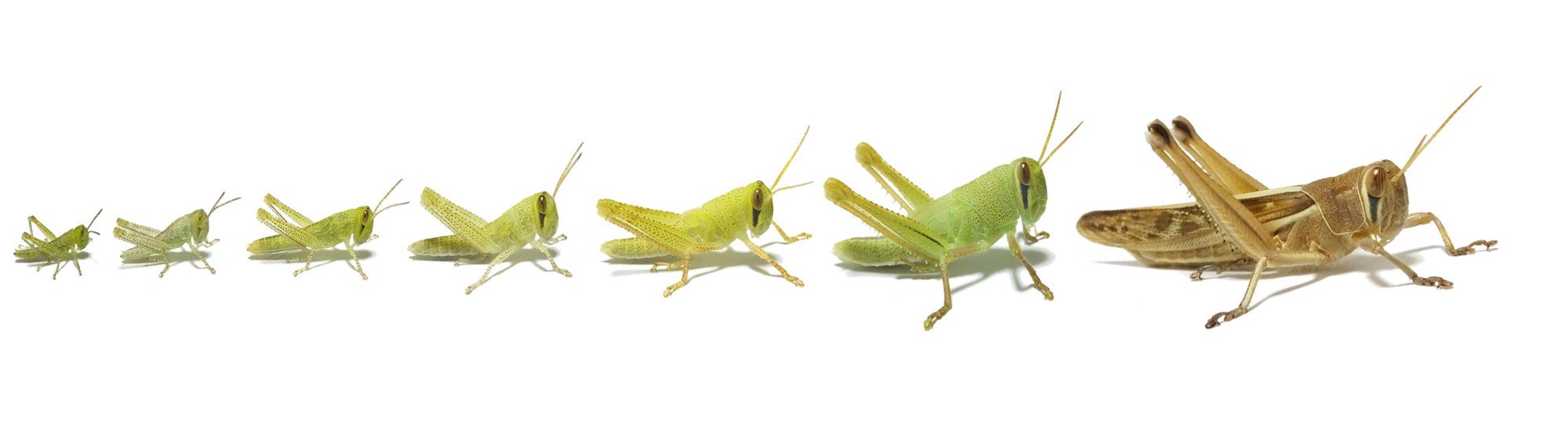 ヒデ バッタラボ ツチイナゴの成長過程 バッタでは珍しく成虫で越冬する種類です 特徴的な眼の下の涙のような線は若齢幼虫の時からあるのですね T Co Rt01b48w6z Twitter