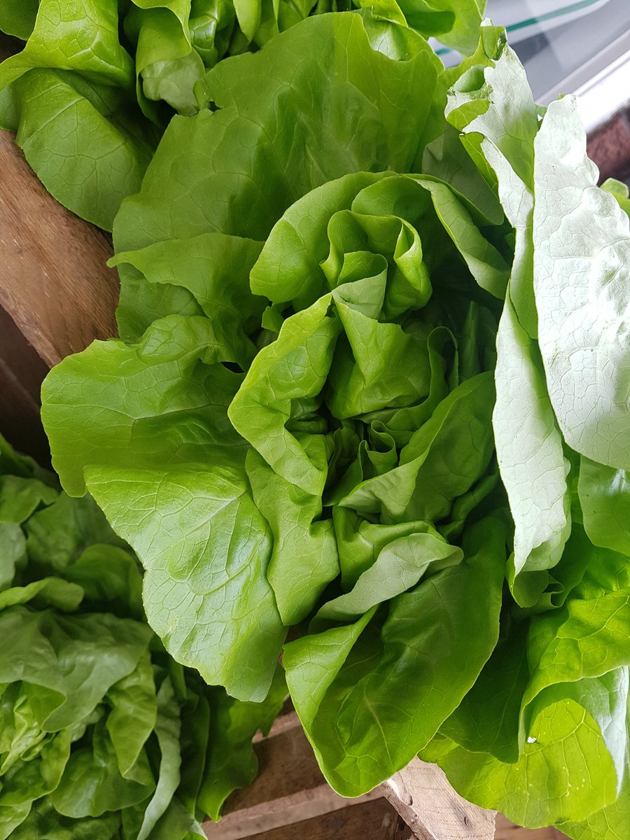 5adayalcester's tweet image. Just been picked! Grown in alcester!    #myhighstreet #lettuce #freshsalad @visitalcester