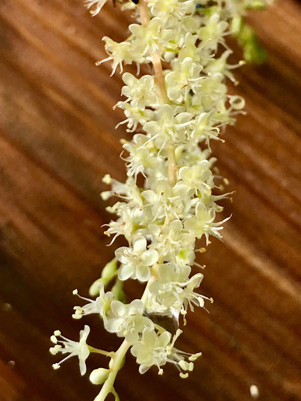 敬子 雲南百薬 おかわかめ の花 レースみたいでしょう 雲南百薬 白い花 T Co Nocygvxoqy Twitter