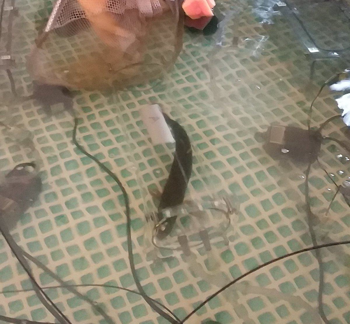 Lake of Two Rivers lake trout going into a respirometer for a new run. 
Small body pop. &amp; truncated food web....Pace of Life
<a href="/mattguzzo12/">Matt Guzzo</a> 
<a href="/bragrah/">Brandon Graham</a>
@mccannlab 
<a href="/NeilMochnacz/">Neil Mochnacz</a>